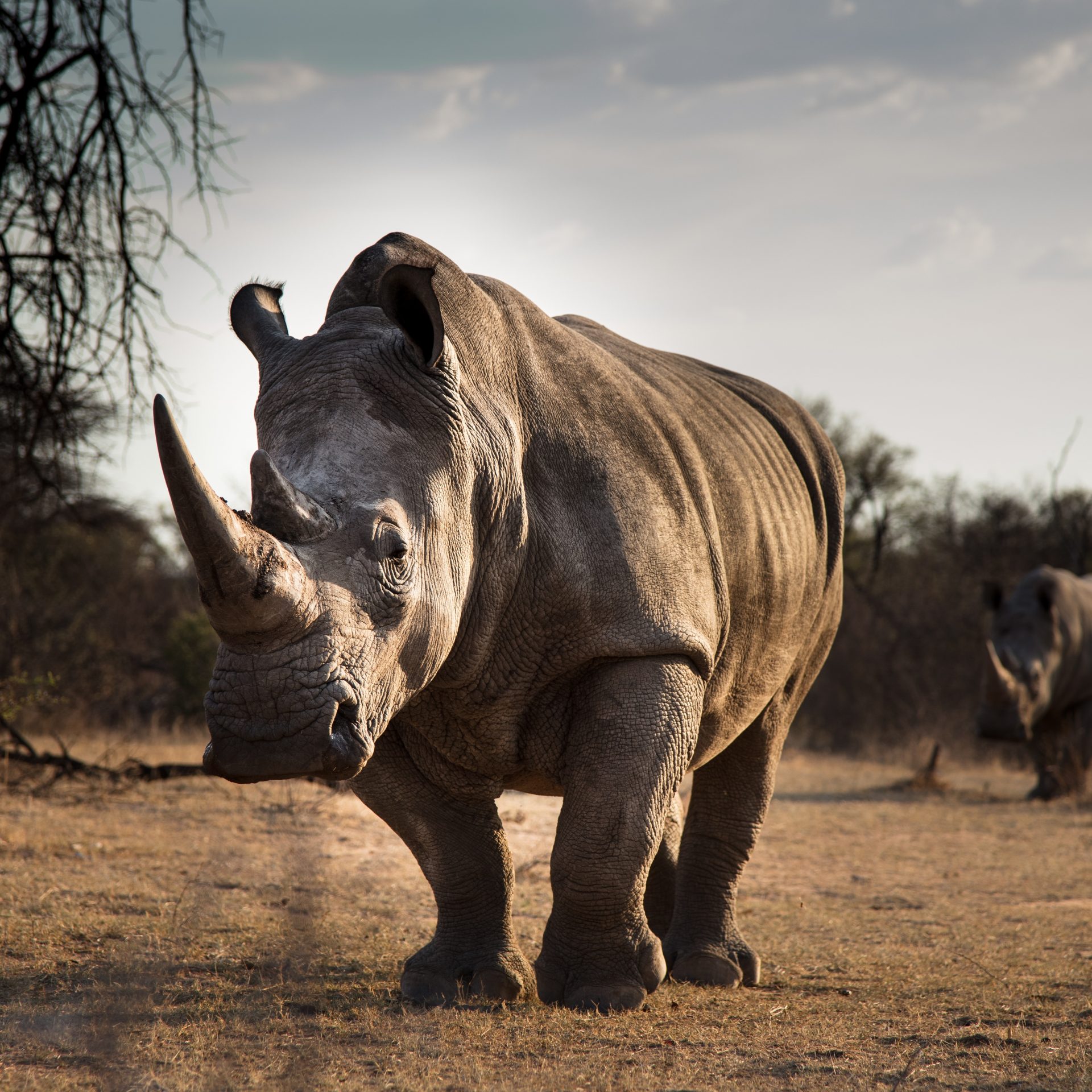 Endangered rhino numbers ‘soar by 1,000%’ in Tanzania after crackdown on poaching gangs
