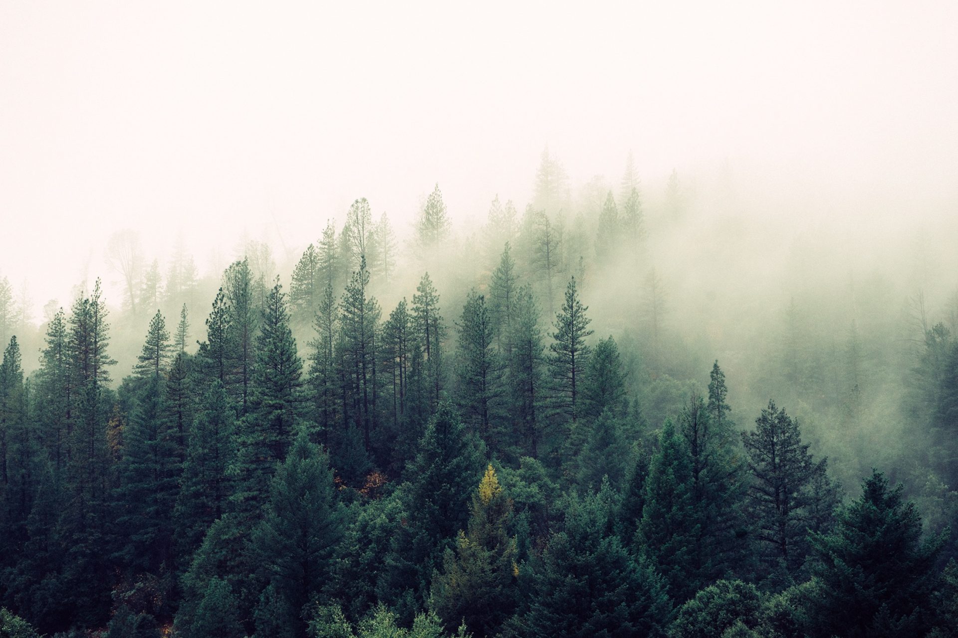 Dense forest weather photography