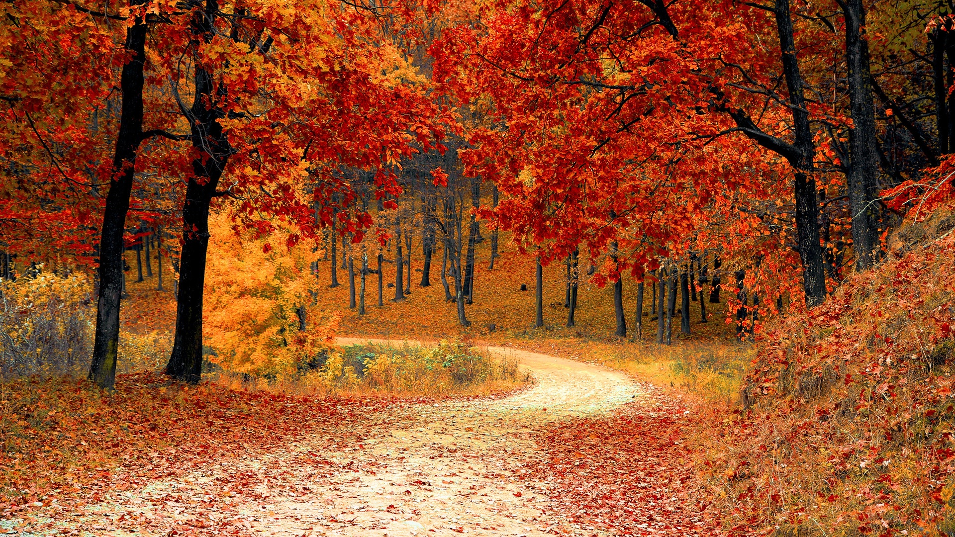 Autumn Leaf Falling