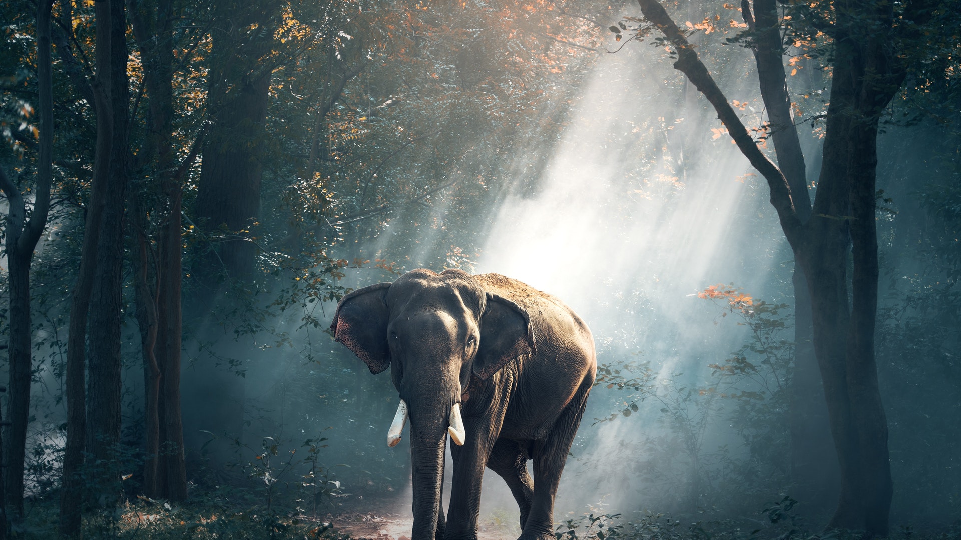 Elephants in Jungle