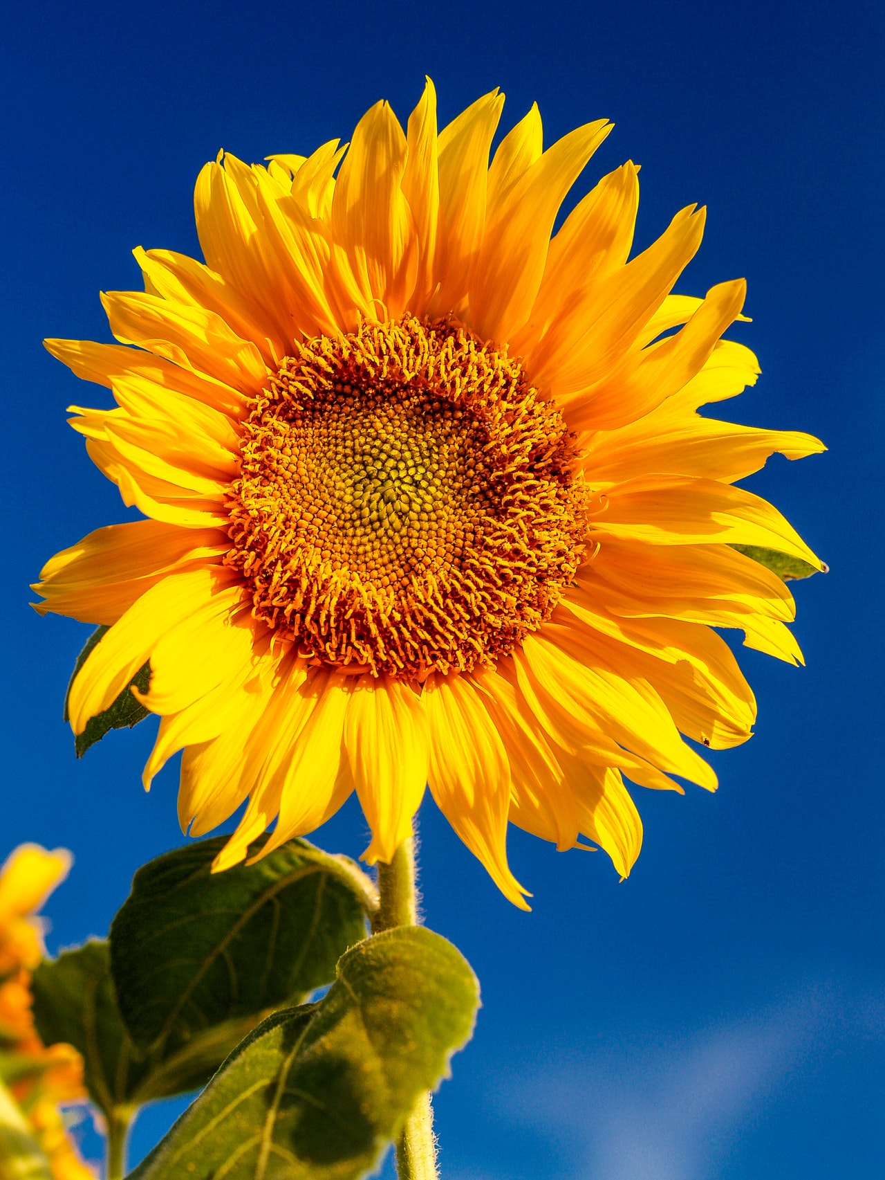 To grow well, sunflowers need full sun.